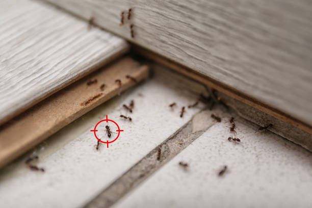 Best Termite Control Services  in Lynbrook, NY